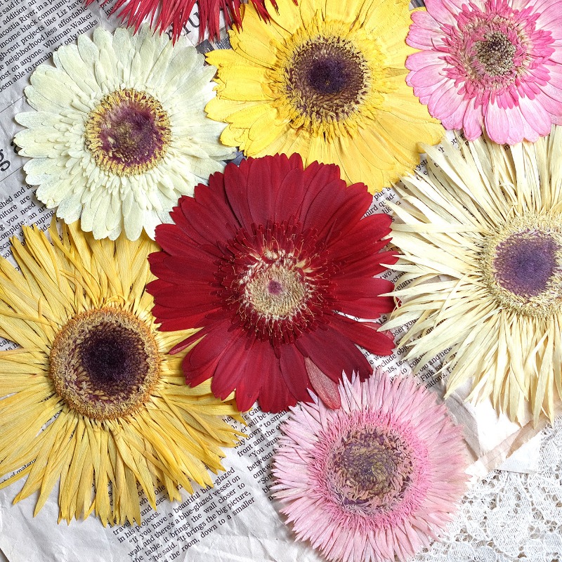 Resin Craft Ideas - 1 pz/7-9 cm, Gerbera pressata fiori