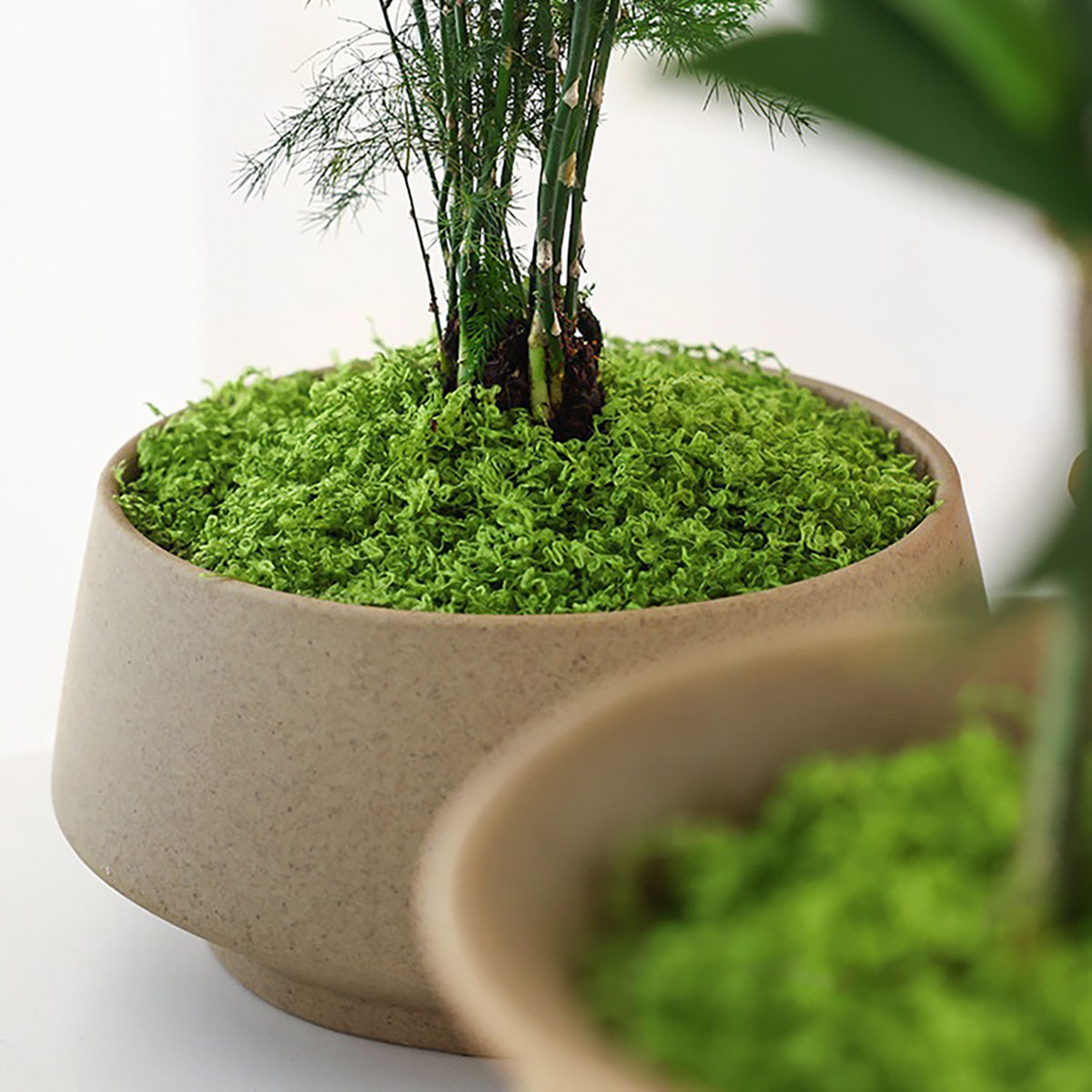 Piante Verdi Artificiali in Po - Terrarium Moss Art recensione e prezzo