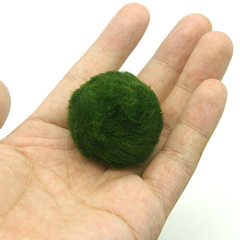 Marimo Moss Balls Live Aquariu - Terrarium Moss Art recensione e prezzo