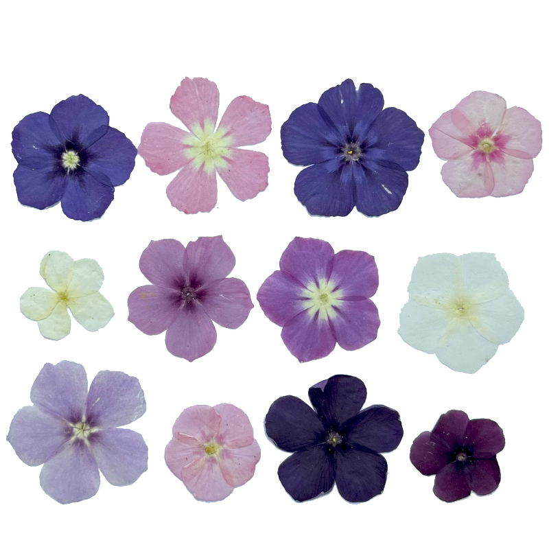 12 pezzi, fiori secchi pressat - Resin Craft Ideas recensione e prezzo
